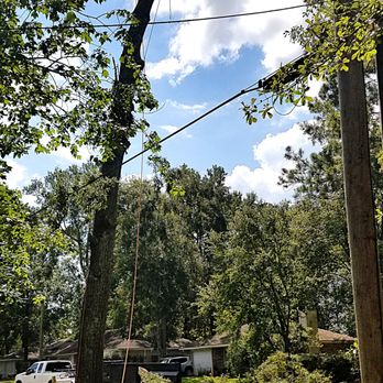 Gardner Tree service - Water oak - Tree Services Near Me - Metairie, Louisiana Gardner Tree service - Water oak - Tree Services Near Me - Metairie, Louisiana