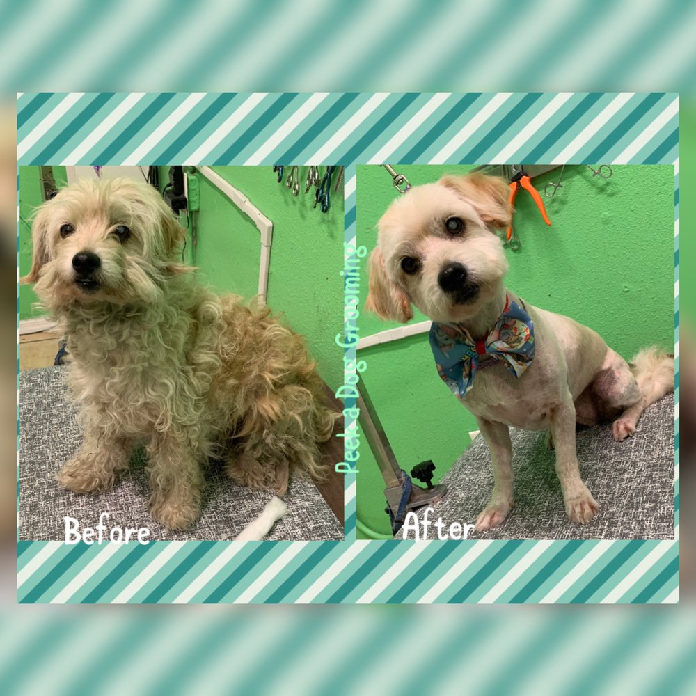 PEEK A DOG GROOMING ADOPTIONS Updated July 2024 86 Photos & 50 Reviews 8452 State St