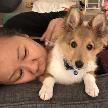 At Home Dog Training - muppett is saying good night - Pet Training Near Me At Home Dog Training - muppett is saying good night - Pet Training Near Me