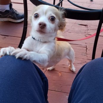 Fernanda's Grill & Pizzaria - Welcomed the pup - New American Near Me - Thomson, Georgia