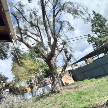 Higuera's Tree Service - Trimmer California pepper tree. - Tree Services Near Me - Lemon Grove, California Higuera's Tree Service - Trimmer California pepper tree. - Tree Services Near Me - Lemon Grove, California