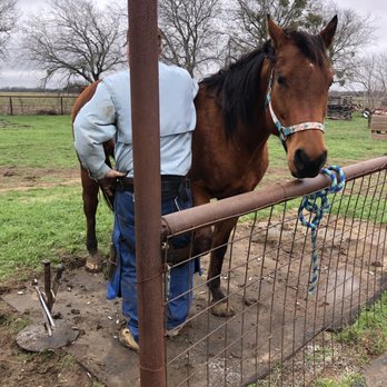 Peaceful Acres TX - Jersey getting her feet trimmed - Horseback Riding Near Me - Temple, Texas Peaceful Acres TX - Jersey getting her feet trimmed - Horseback Riding Near Me - Temple, Texas