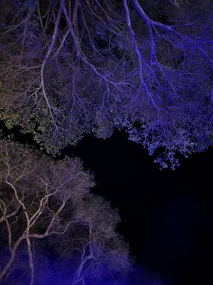 Sycamore Mineral Springs Resort & Spa by null