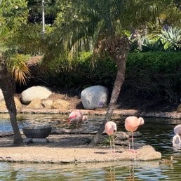 Flamingos near the fitness center Flamingos near the fitness center