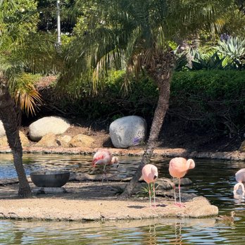 Coronado Island Marriott Resort & Spa - Flamingos near the fitness center - Hotels Near Me - Coronado, California Coronado Island Marriott Resort & Spa - Flamingos near the fitness center - Hotels Near Me - Coronado, California