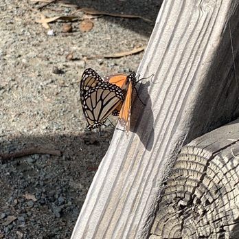 Monarch Butterfly Grove - Parks Near Me