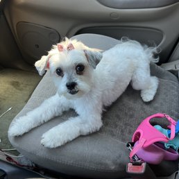 Puppy Kid
