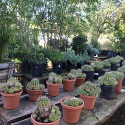 Meiners Oaks Nursery