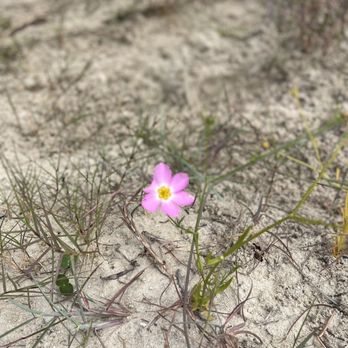 Dauphin Island - Beach flower - Local Flavor Near Me - Dauphin Island, Alabama Dauphin Island - Beach flower - Local Flavor Near Me - Dauphin Island, Alabama