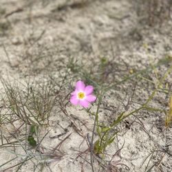 Dauphin Island - Beach flower