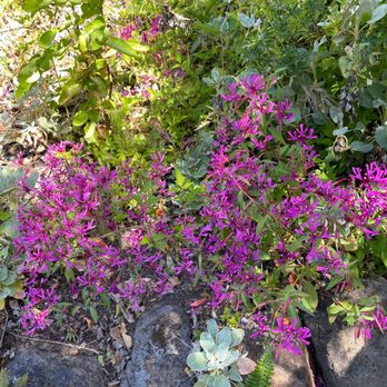 Regional Parks Botanic Garden at Tilden - Botanical Gardens Near Me - Berkeley, California
