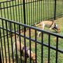 Photo of Tar Heel Fence Company LLC