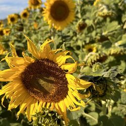 Santa Rosa Pumpkin Patch