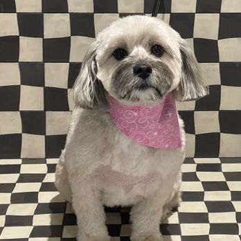 Forbes Grooming - Pet Groomers Near Me - Laguna Niguel, California Forbes Grooming - Pet Groomers Near Me - Laguna Niguel, California