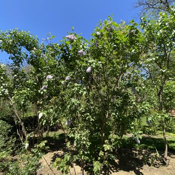 Arboretum at the Barnes Foundation - Botanical Gardens Near Me - Merion, Pennsylvania