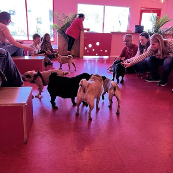 Cuppa Pug - Themed Cafes Near Me - Escondido, California