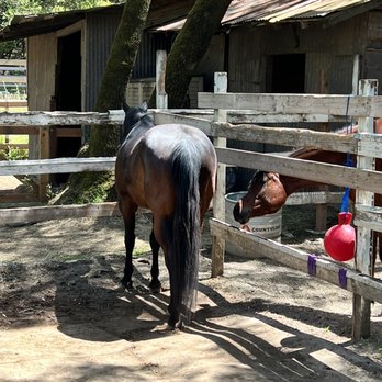Pencil Belly Ranch - Side-by-side paddocks for social time - Horse Boarding Near Me - Novato, California Pencil Belly Ranch - Side-by-side paddocks for social time - Horse Boarding Near Me - Novato, California