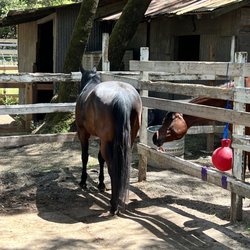 Pencil Belly Ranch - Side-by-side paddocks for social time