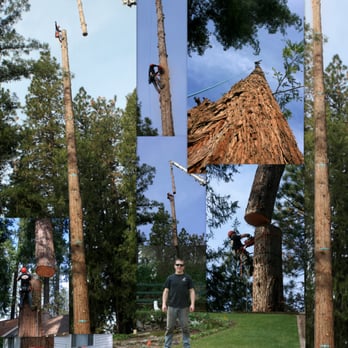 Timbersmith Tree Service - Large Redwood, Crane Removal - Tree Services Near Me Timbersmith Tree Service - Large Redwood, Crane Removal - Tree Services Near Me