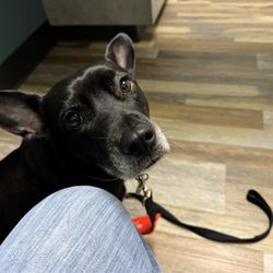 Arrow Animal Urgent Care - Kiwi, a black Australian Cattle Dog mix, patiently waits for the doctor.