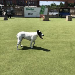 Heaven's Funday Sunday at Fetch Park Heaven's Funday Sunday at Fetch Park
