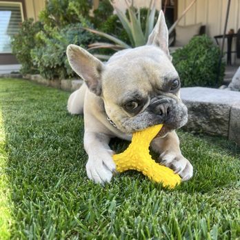 PetSmart - Bouncy chew toy under $5 - Pet Stores Near Me - Upland, California