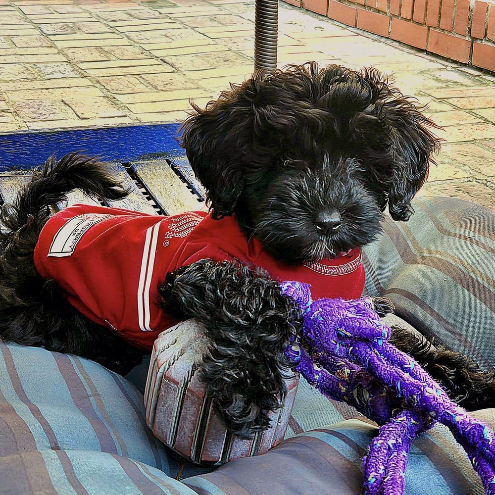 TOP 10 BEST Dog Walking near Daphne, AL - Updated 2026 - Yelp