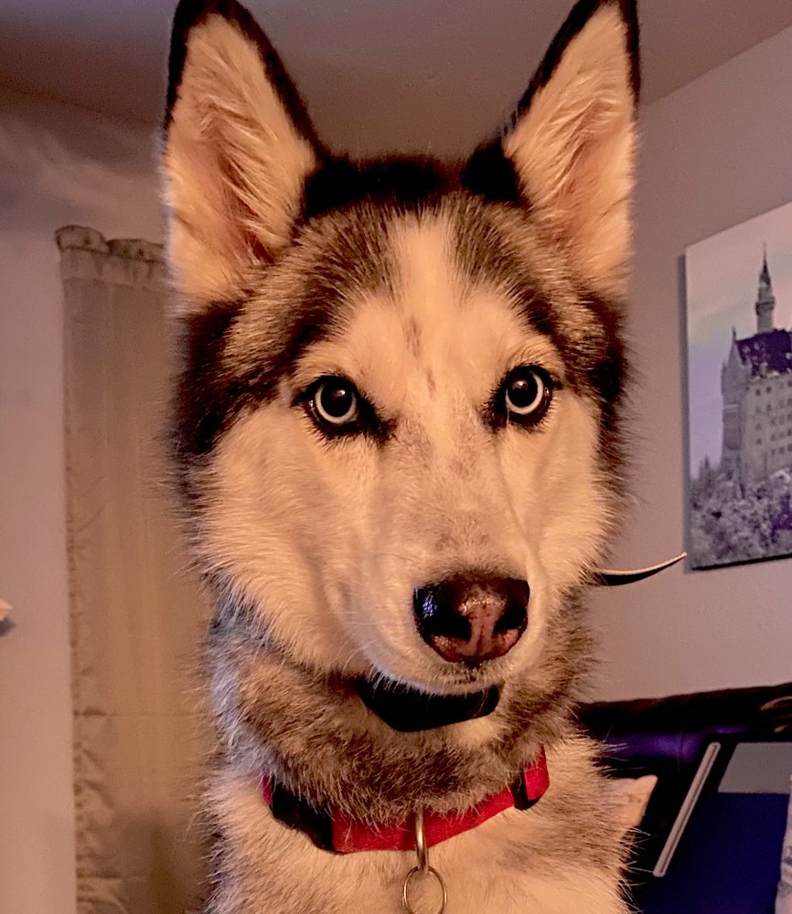 WIGGLES AND WAGS PET RESORT Updated July 2024 113 Photos & 257