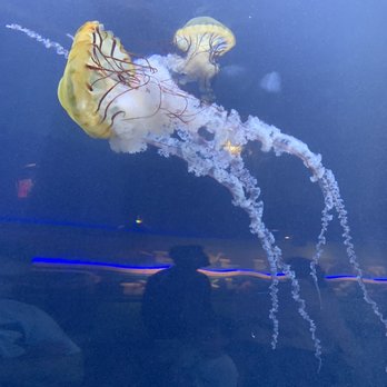 Adventure Aquarium - Jellyfish - Aquariums Near Me - Camden, New Jersey Adventure Aquarium - Jellyfish - Aquariums Near Me - Camden, New Jersey