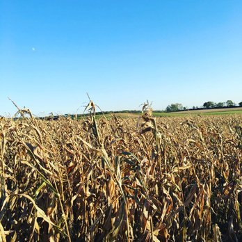 Konow's Corn Maze - Attraction Farms Near Me - Homer Glen, Illinois Konow's Corn Maze - Attraction Farms Near Me - Homer Glen, Illinois