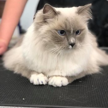 Does Grooming Haven in Newburgh in Groom Cats: Expert Tips Revealed