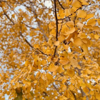 Juanita Beach Park - October colors! - Beaches Near Me - Kirkland, Washington