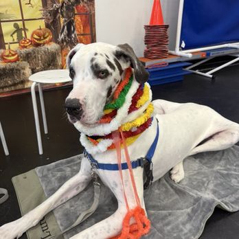 Zoom Room Dog Training - Pet Training Near Me - Reno, Nevada Zoom Room Dog Training - Pet Training Near Me - Reno, Nevada