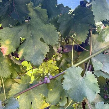 Bella Saratoga - Grape vine secluding us from thé street - Italian Near Me - Saratoga, California