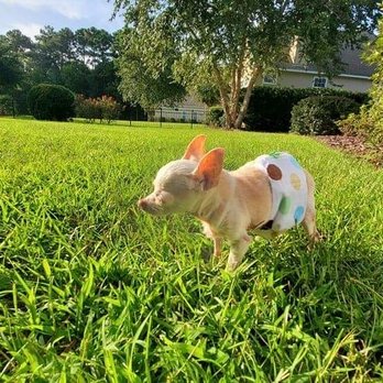 Bluffton Veterinary Hospital - Angel is feeling so much better after seeing Dr. Caudill. - Veterinarians Near Me - Bluffton, South Carolina