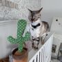 Photo of All About Purrs