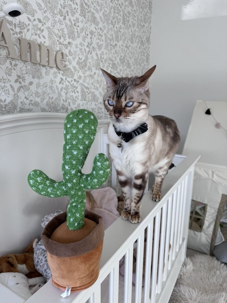 All About Purrs - pet boarding facility in Summerlin, NV