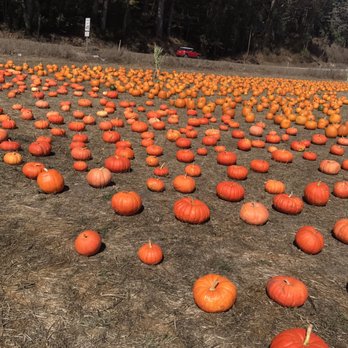 4 C's Pumpkin Patch - Pumpkin Patches Near Me - Half Moon Bay, California