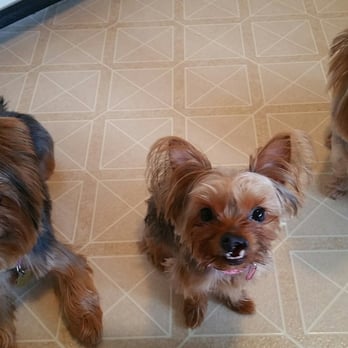 Pampered Paws - Mia, Ronda, and Leo happy after getting home from pampered paws. - Pet Groomers Near Me - Carmichael, California Pampered Paws - Mia, Ronda, and Leo happy after getting home from pampered paws. - Pet Groomers Near Me - Carmichael, California