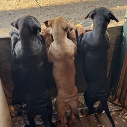 Riverdale Animal Shelter