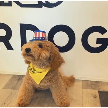 STARDOGS Clubhouse - Pet Sitting Near Me - West Hollywood, California STARDOGS Clubhouse - Pet Sitting Near Me - West Hollywood, California