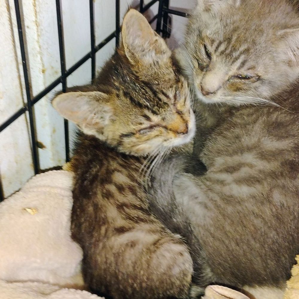 Kitty with her brother. Kitty is the smaller on the right Kitty with her brother. Kitty is the smaller on the right