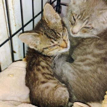 PETS Referral Center - Kitty with her brother.  Kitty is the smaller on the right - Veterinarians Near Me - Berkeley, California