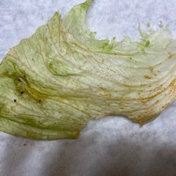 Otter Room - Piece of lettuce after I bit into the brown side on the bottom and noticed a strange taste.