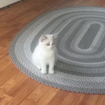 Rhetorical Ragdolls - Milo - Pet Breeders Near Me Rhetorical Ragdolls - Milo - Pet Breeders Near Me