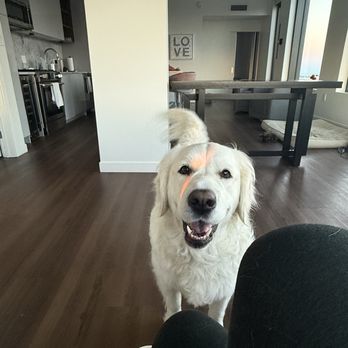 Serendipity Pet Delivery - So Happy!!! - Pet Transportation Near Me - Fort Collins, Colorado Serendipity Pet Delivery - So Happy!!! - Pet Transportation Near Me - Fort Collins, Colorado