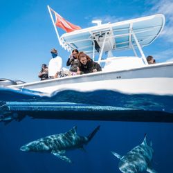 Shark Addicts