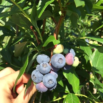 Butternut Farm - Blueberry tree- great condition! - Pick Your Own Farms Near Me - Farmington, New Hampshire