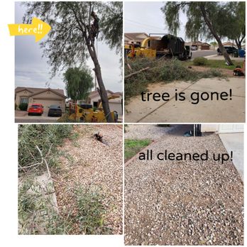 Innovation Tree Care - Tree removal. Azael climbed the tree to trim it! - Tree Services Near Me
