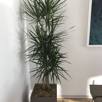 Universal Plants - Indoor Landscaping Near Me Universal Plants - Indoor Landscaping Near Me